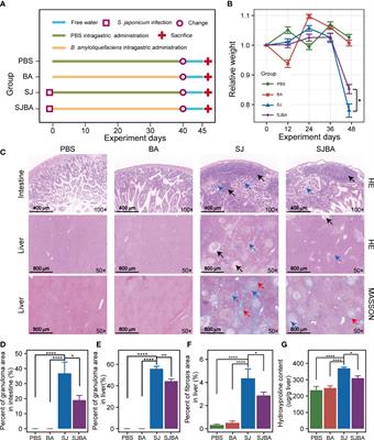 Bacillus amyloliquefaciens alleviates the pathological injuries in mice infected with Schistosoma japonicum by modulating intestinal microbiome